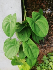 Dioscorea alata