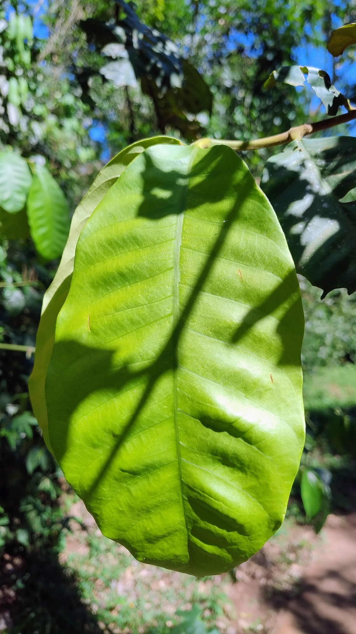 Imagem de Cedro-branco