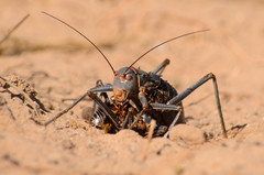 Acanthoplus discoidalis
