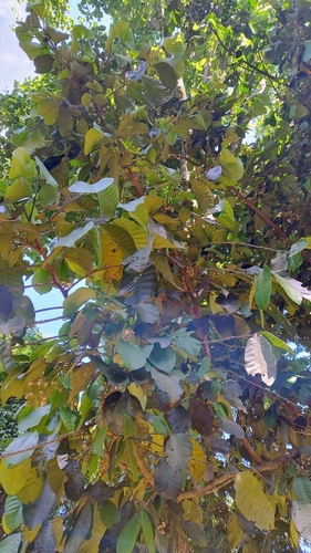 Foto de Cedro-branco
