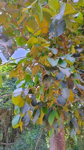 Foto de Cedro-branco