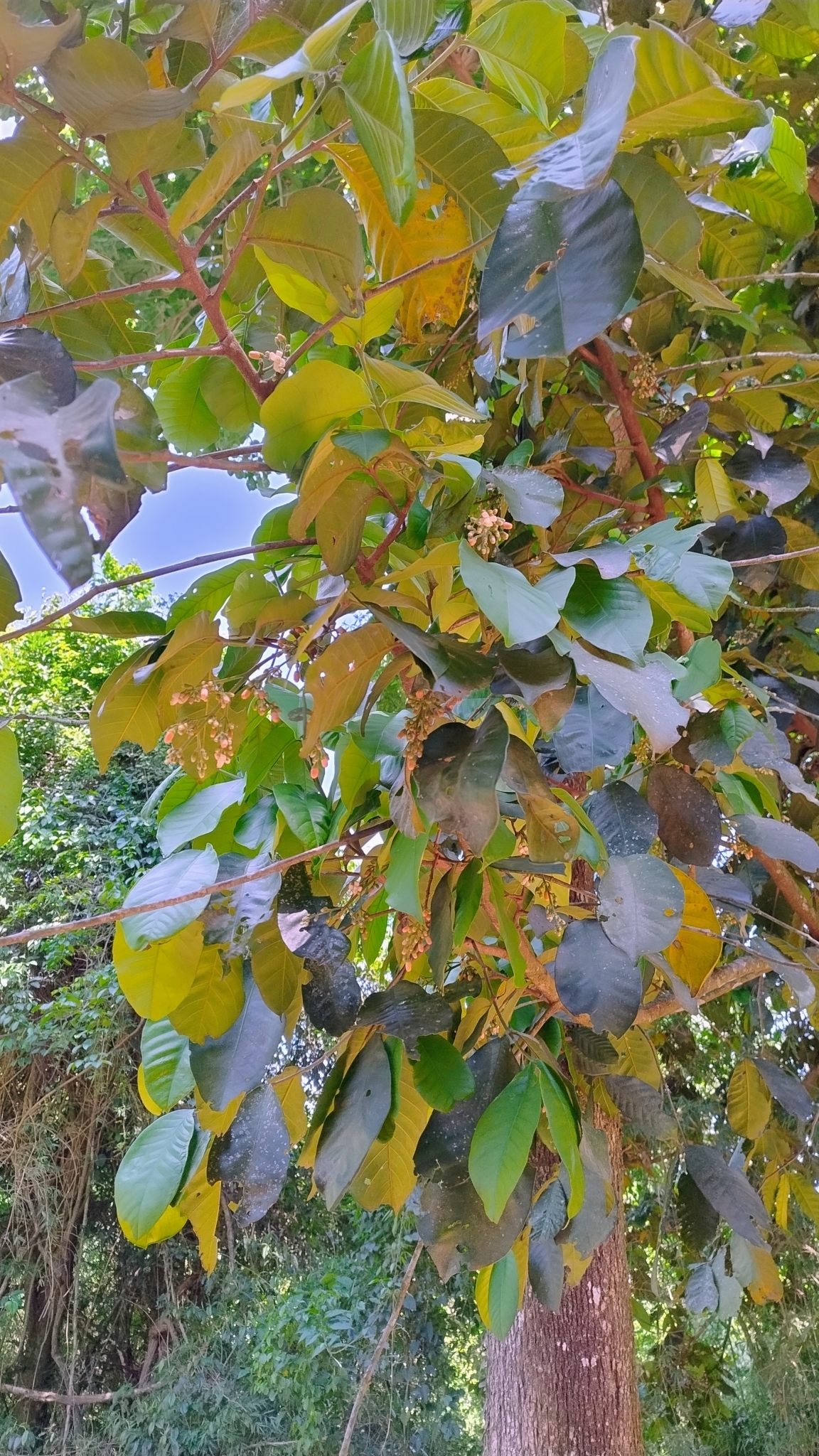 Imagem de Cedro-branco