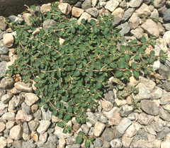 Euphorbia serpens