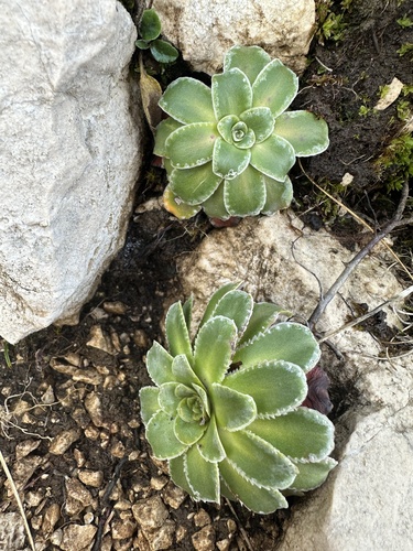 Image of Saxifraga mutata by (c) Katrin Simon, some rights reserved (CC BY)