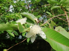 Psidium guajava