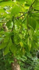Acer negundo