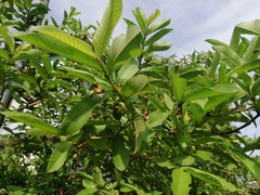 Psidium guajava