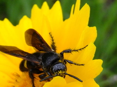 Scolia oculata