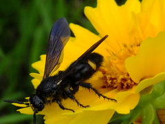 Scolia oculata