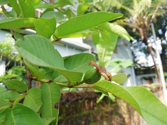 Psidium guajava