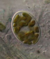 Cocconeis