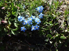 Eritrichium argenteum