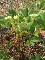 Saxifraga bronchialis funstonii