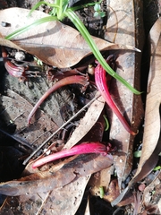 Dendrophthoe falcata