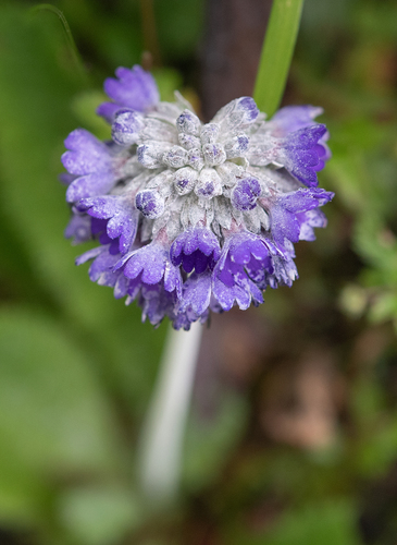 Primula capitata, photograph 2