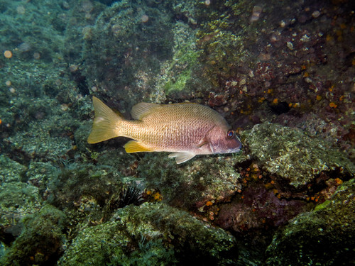 Lutjanus argentiventris