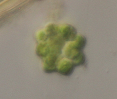 Coelastrum
