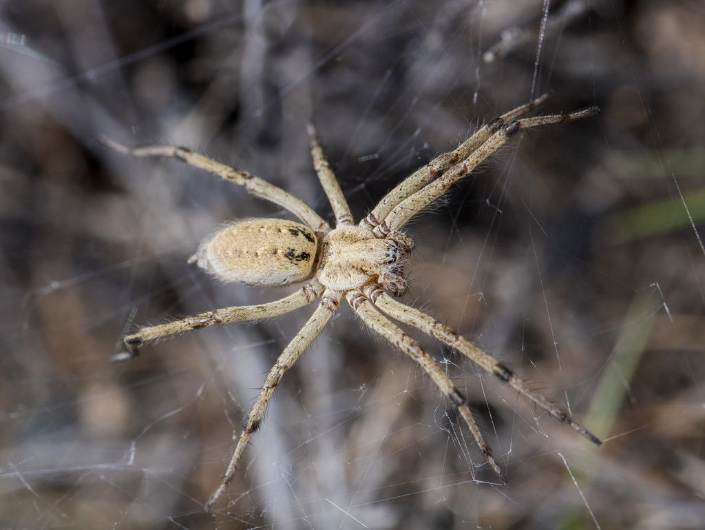 Agelena orientalis