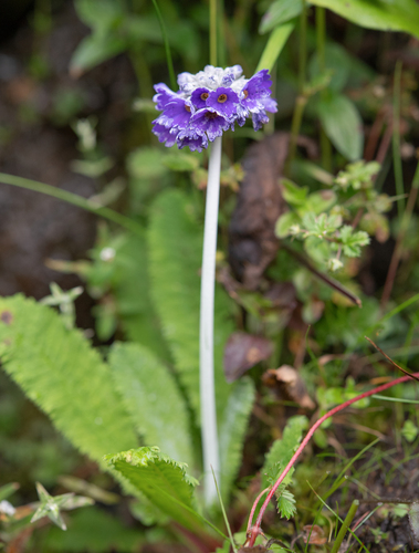 Primula capitata, photograph 3