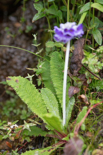 Primula capitata, photograph 4