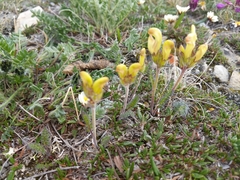 Pedicularis capitata