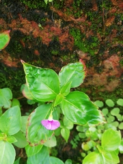 Impatiens minor
