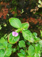 Impatiens minor