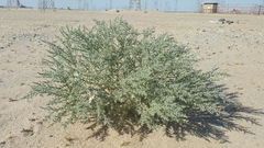 Cornulaca aucheri