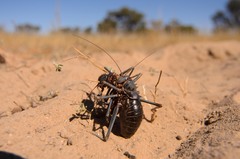 Acanthoplus discoidalis