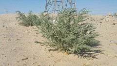 Cornulaca aucheri