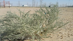 Cornulaca aucheri