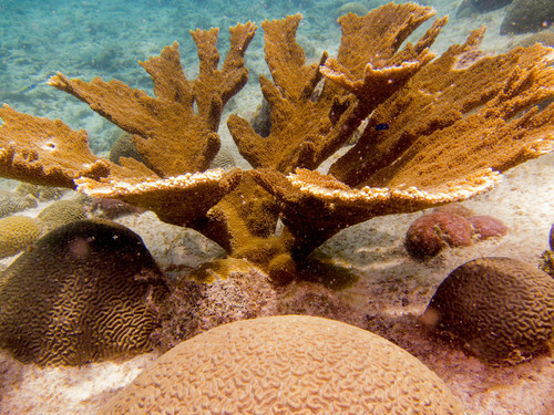 Elkhorn Coral, photo 2 of 10