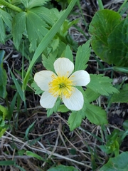 Trollius laxus
