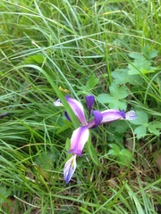 Iris graminea