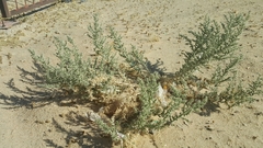 Cornulaca aucheri