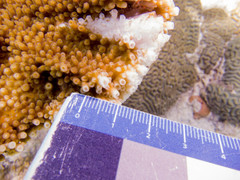 Domecia acanthophora