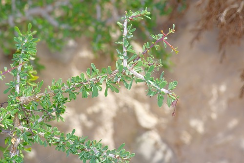 Image of Condalia spathulata by (c) Michelle W. （鍾偉瑋）, some rights reserved (CC BY)