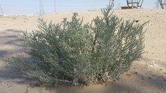 Cornulaca aucheri