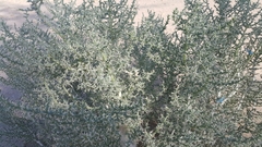 Cornulaca aucheri