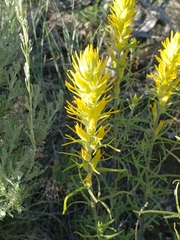 Castilleja flava