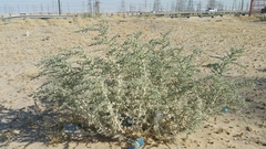 Cornulaca aucheri