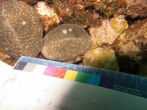 Lobactis scutaria