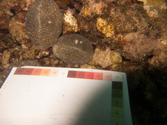 Lobactis scutaria