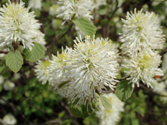 Fothergilla