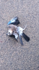 Garrulus glandarius atricapillus