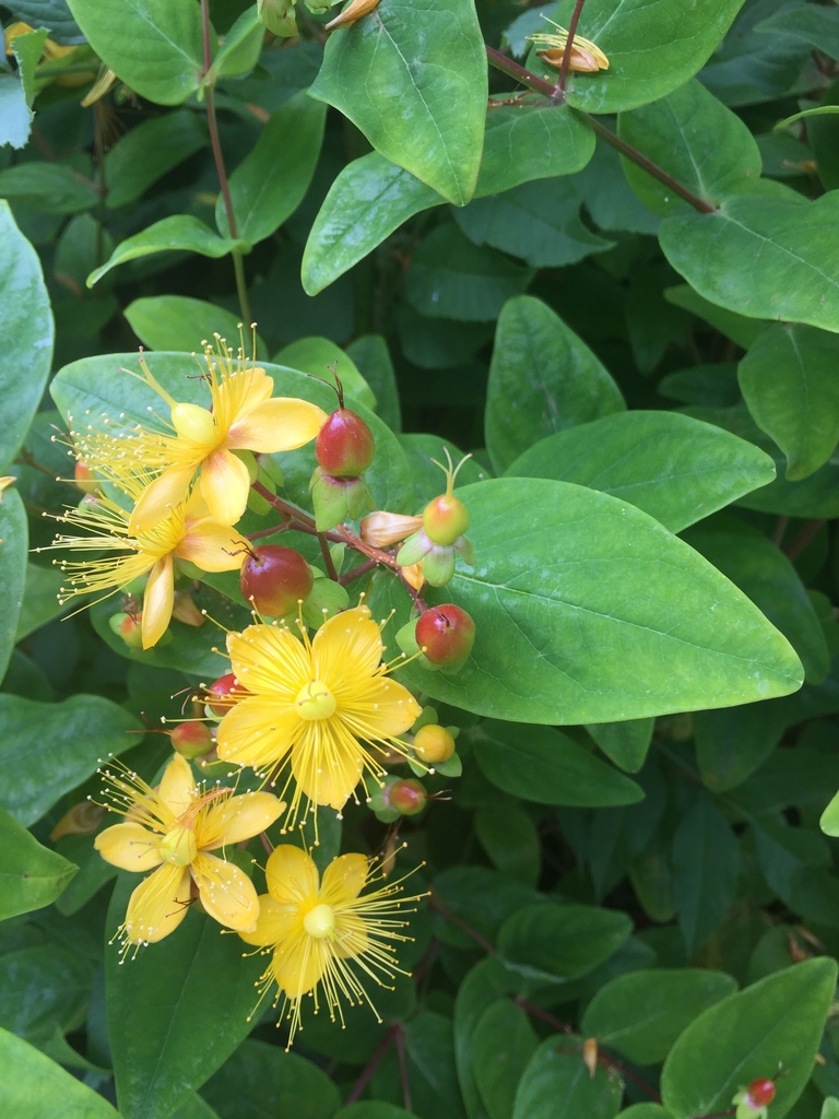 Tutsan from Stanley Park, Liverpool, England, GB on July 11, 2019 at 01 ...