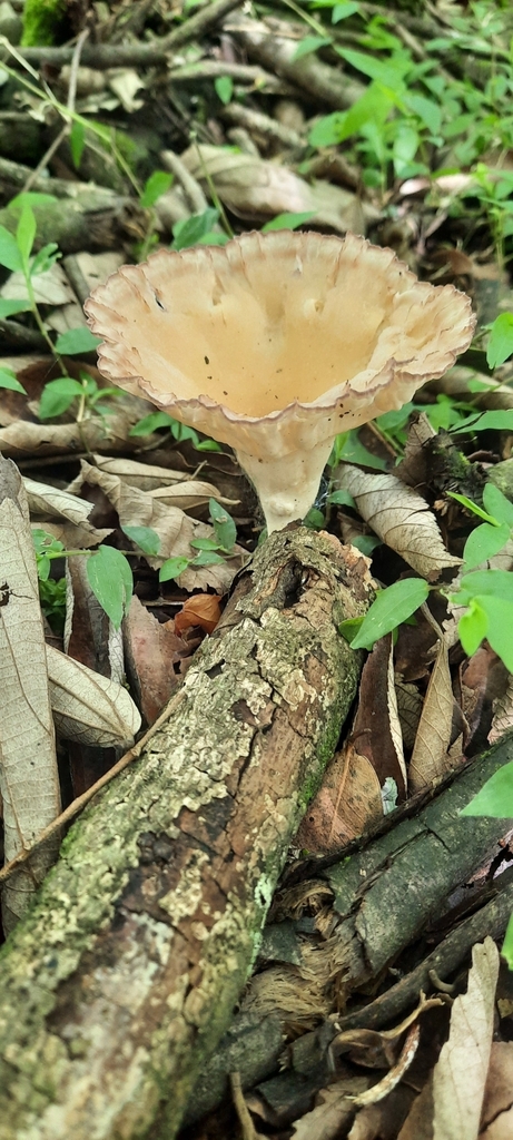 Cymatoderma caperatum · October 2024 · photo: © noeliamedina89 (iNaturalist, cc0)