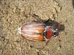 Melolontha hippocastani