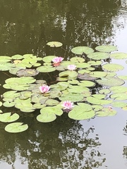 Nymphaea × marliacea