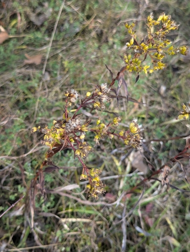 Image of Solidago riddellii by (c) Tom Sisan, some rights reserved (CC BY-SA)